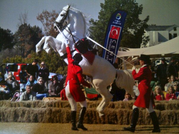 Lipizzaner Horse show uk